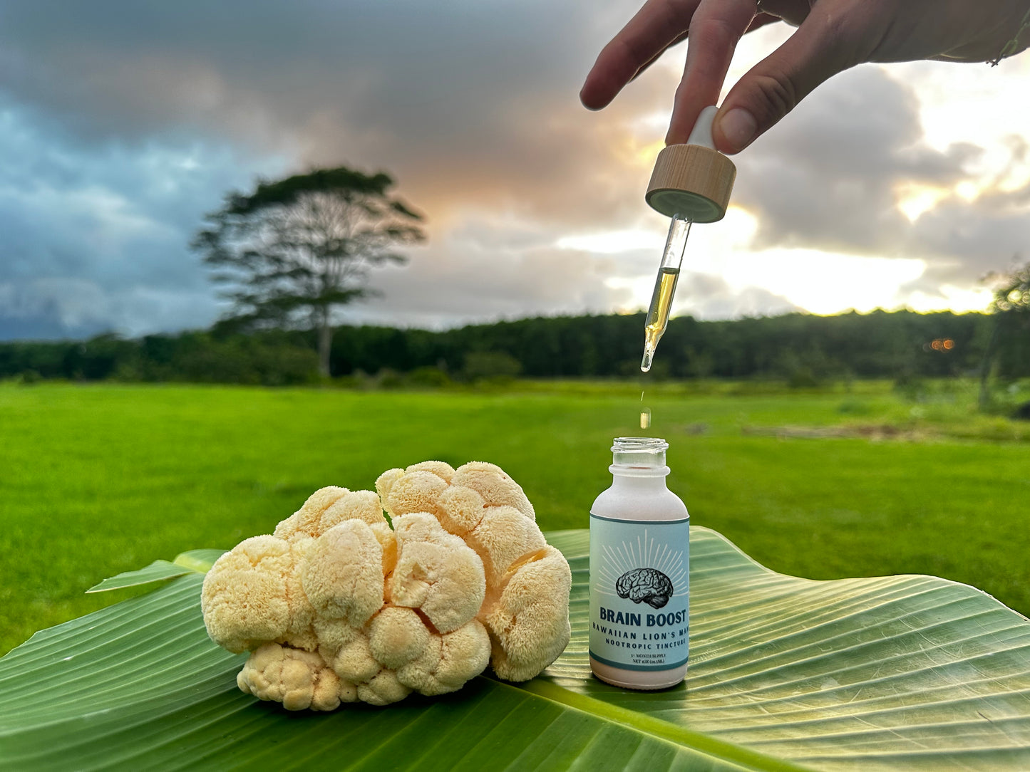 Hawaiian Lion’s Mane
