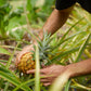 Pineapple Magnesium (sleep)