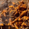 (new!) Ginger+Turmeric Electrolytes